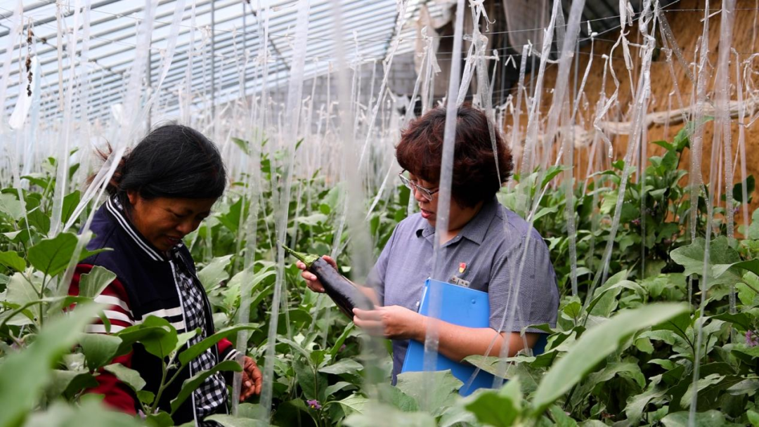 從田間到舌尖，德融酒管公司鮮蔬集采供應(yīng)鏈搭建完成